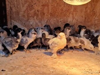 Araukány, Ayam cemani,  Brahmanky, Hodvábničky