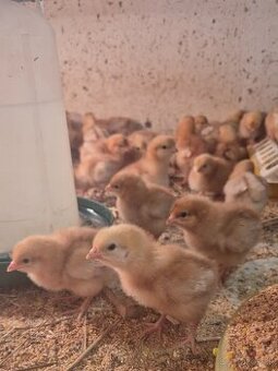 Nosnice, kuriatka, sliepočky Lohman Brown