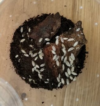 Isopody Trichorhina tomentosa