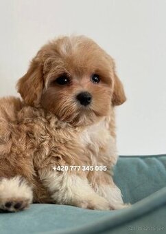 Maltipoo Caramel, pejsek – 1200€