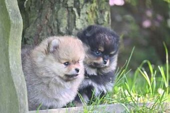 POMERANIAN