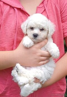 Bichon frise - bišonik