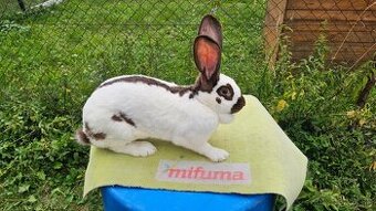 Nemecky obrovity strakac havana samica