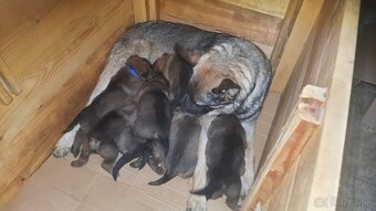 šteniatka kríženec nemecko-belgický ovčiak (cross)