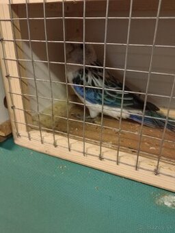 Rozela pestrá modrá