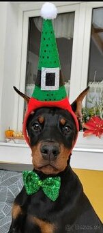 DOBERMAN ŠTENIATKA  S FCI P.P.