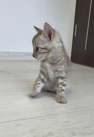Bengálska mačka,Bengal,kocúr,mačiatko