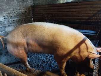 Predám kanca na porážku