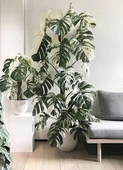 Monstera odrezky