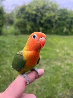 AGAPORNIS FISHER Maznačik-krotký