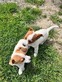 Jack Russel terier