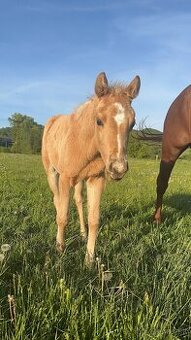 Palomino klisna American Quarter Horse, LTE rodiče i sestra