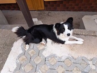 Border kólia