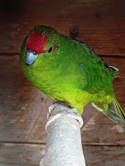 Kakariky