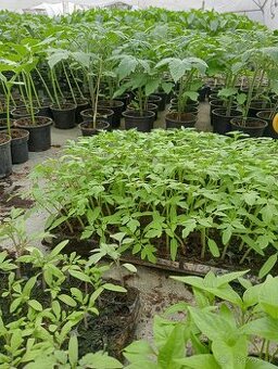 Planty na predaj - 1