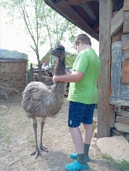 Emu hnedý