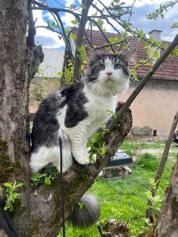 Kocúr Maine coon x nórska lesná mačka