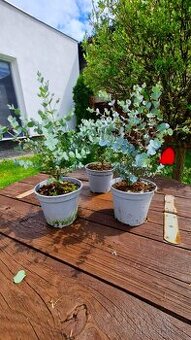 Mrazuvzdorný eukalyptus