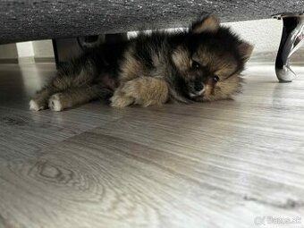 Pomeranian