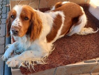 Welsh springerspaniel - 1