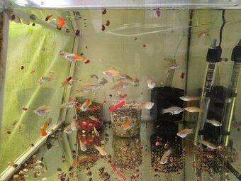 Mečúň mexický (Xiphophorus Hellerii)