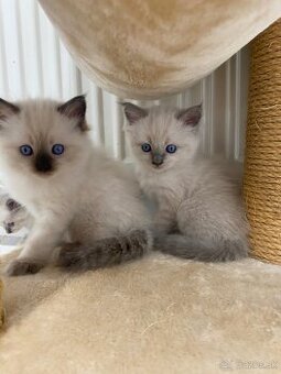 Ragdoll mačiatka predaj