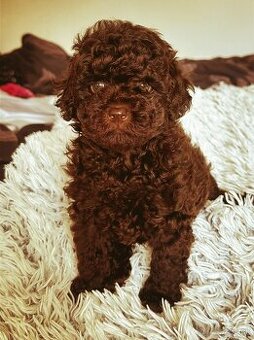 Pudel pudlik Toy chocolate