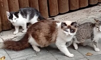 Ragdoll