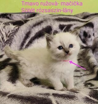 Ragdoll mačičky bez PP