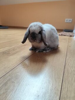 Mini Lop králik