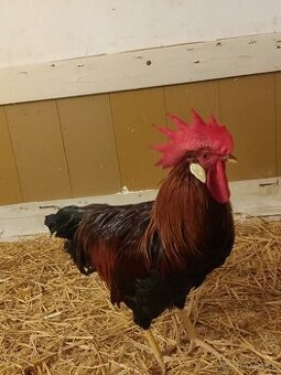 Kohút vlaška jarabičia - 1