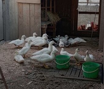 Kačky čínske/pyžmové