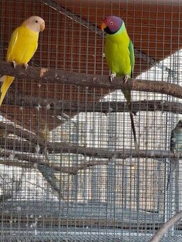 Alexander cervenohlavy lutino