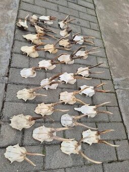 Trofej trofeje paroh parohy parozie zhody