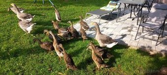 Indický bežec chovny par