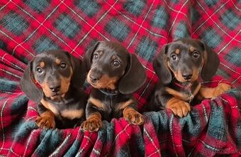 Predám 8 týždňové šteniatka trpasličieho jazvečíka