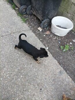 Darujem šteniatka menšieho vzrastu