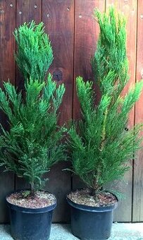 Sekvojovec mamutí - Sequoiadendron giganteum