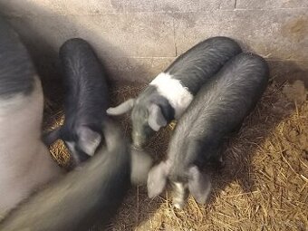 Predam odstavčata 0950 407 431