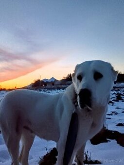 Stredoázijský ovčiak