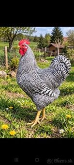 Predám kohútov