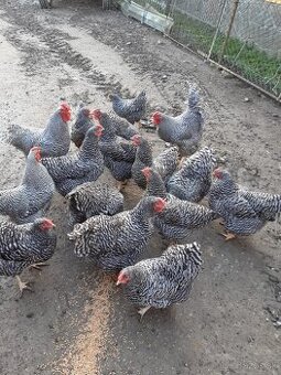 Predám násadové vajcia oravka krahulcova