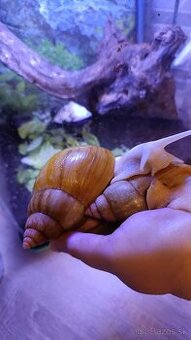 Lissachatina iredalei Zanzibar