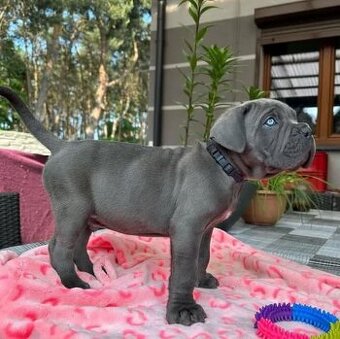 šteniatka Cane Corso