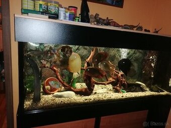 Akvarium+rybycky