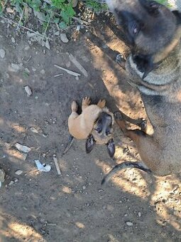 Predám Belgický malinois ovčiak