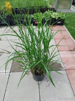 Ozdobnica čínska zebrinus