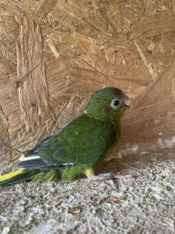 Kakariky
