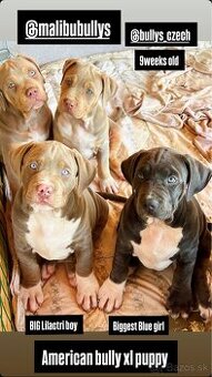 American bully xl/xxl s PP