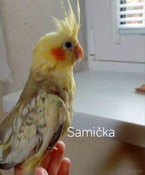 Predám párik Korel